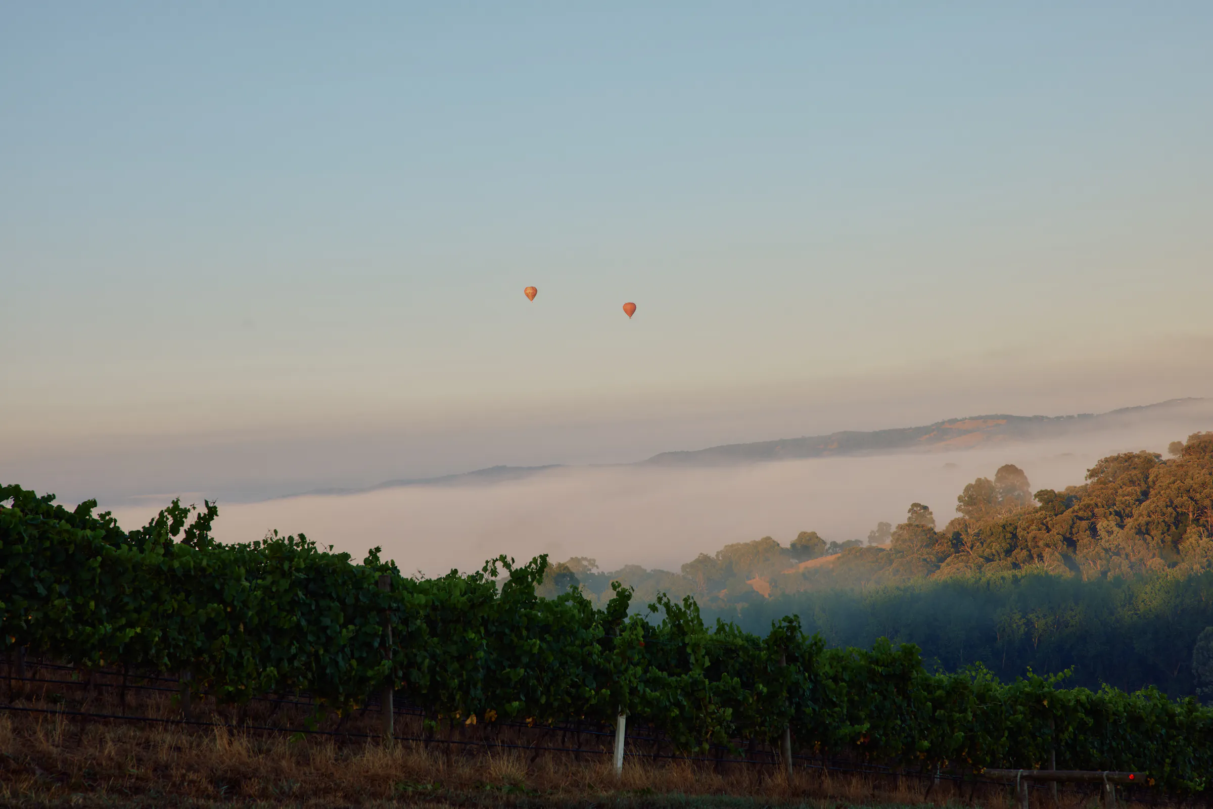 Tarra Warra hdavison5297